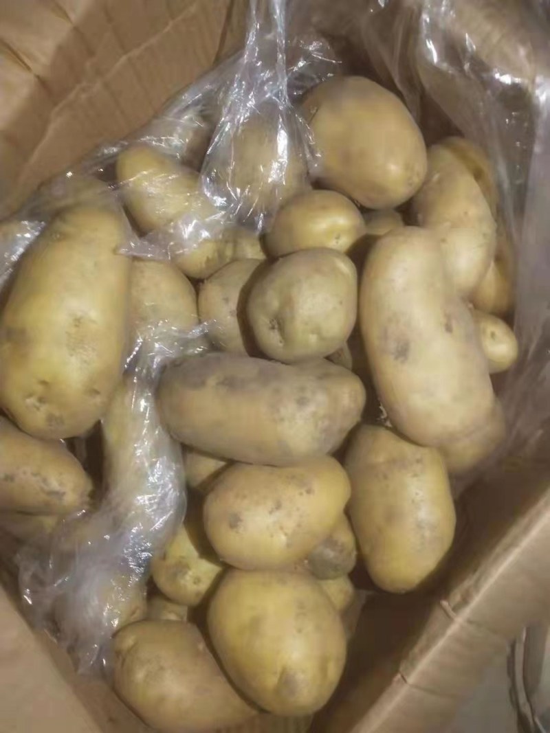 山东优质土豆大量供应保质保量质优价廉常年供应
