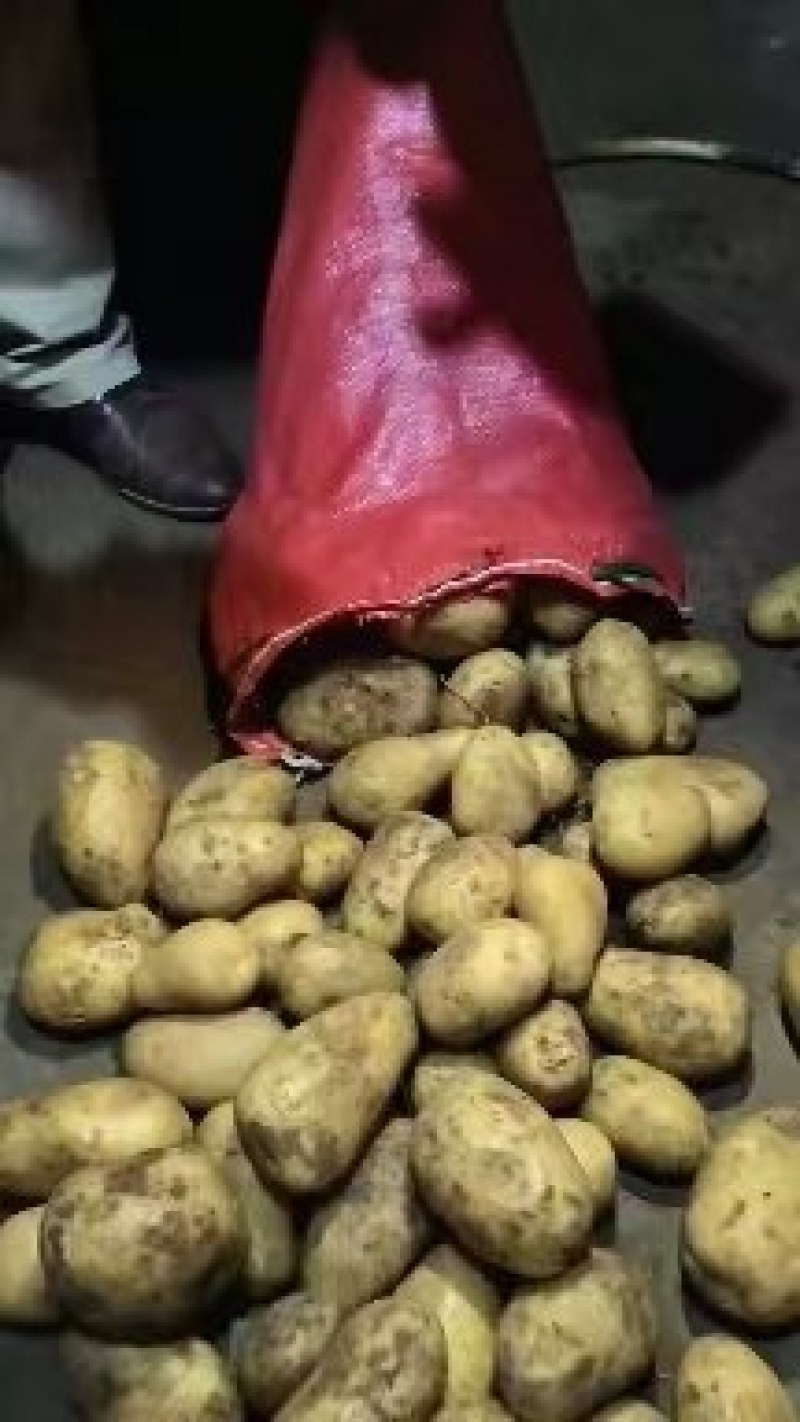 山东优质土豆大量供应保质保量质优价廉常年供应