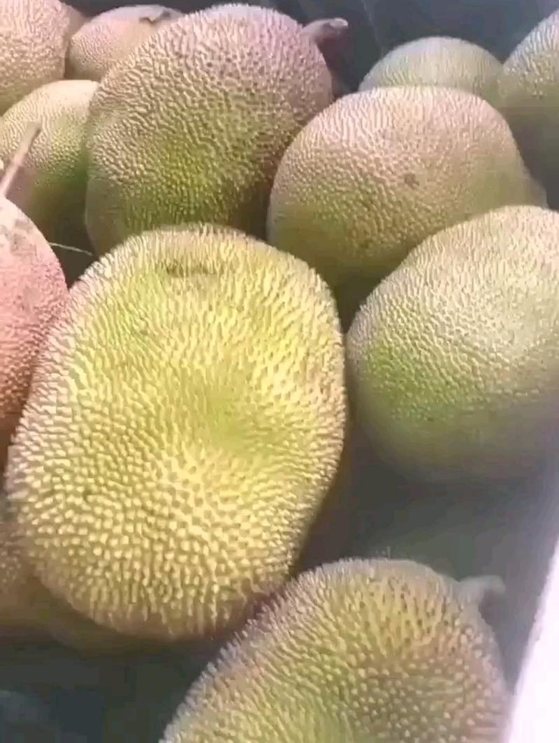 茂名电白菠萝蜜，泰八菠萝蜜马来西亚1号产地直供货源稳定