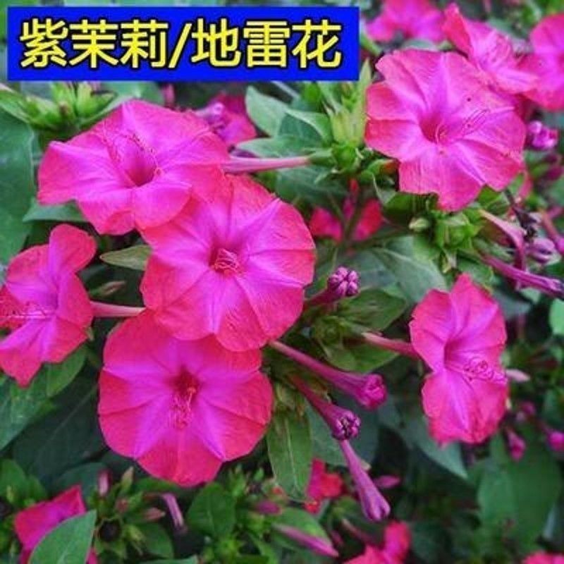 紫茉莉花种子地雷花混色阳台庭院盆栽四季播种开花不断防蚊驱