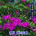 紫茉莉花种子地雷花混色阳台庭院盆栽四季播种开花不断防蚊驱