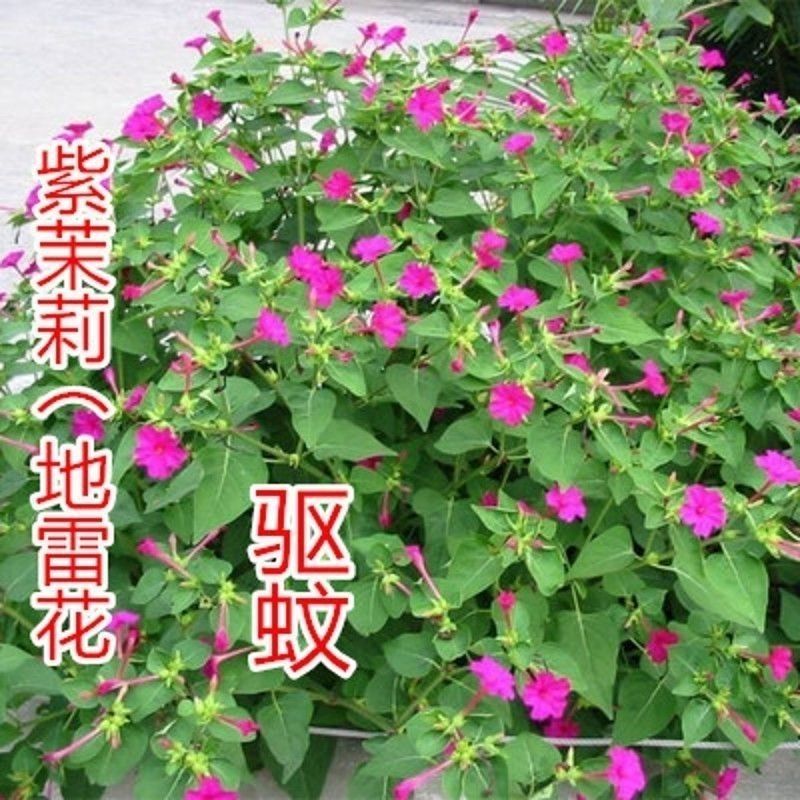 紫茉莉花种子地雷花混色阳台庭院盆栽四季播种开花不断防蚊驱