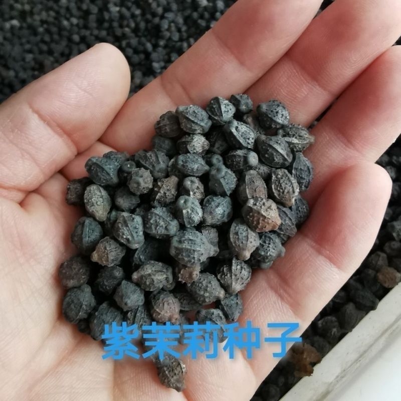 紫茉莉花种子地雷花混色阳台庭院盆栽四季播种开花不断防蚊驱