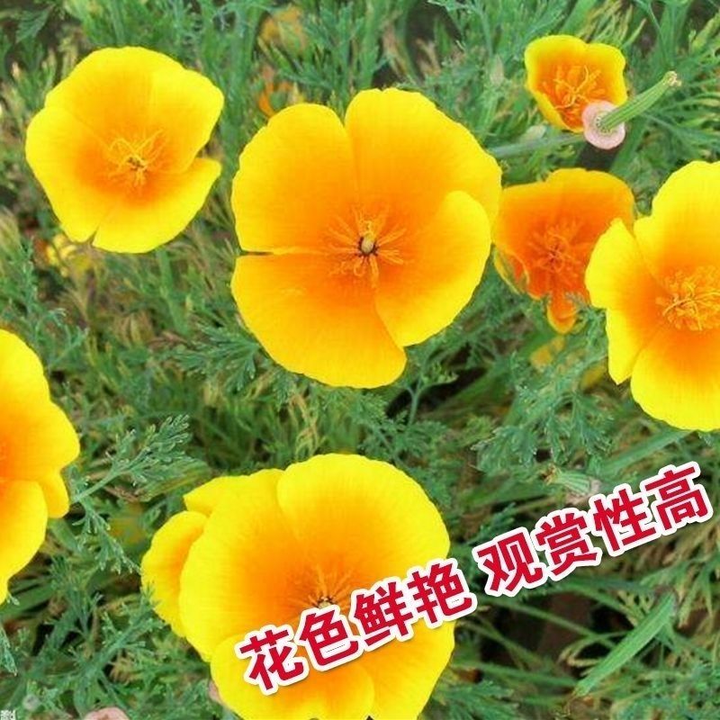 花菱草种子四季种易活花种子耐寒多年生宿根花籽庭院室外阳台