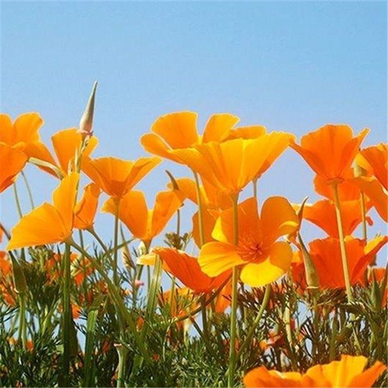 花菱草种子四季种易活花种子耐寒多年生宿根花籽庭院室外阳台