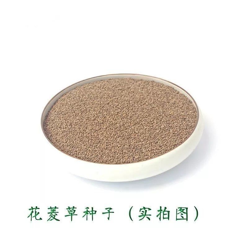 花菱草种子四季种易活花种子耐寒多年生宿根花籽庭院室外阳台