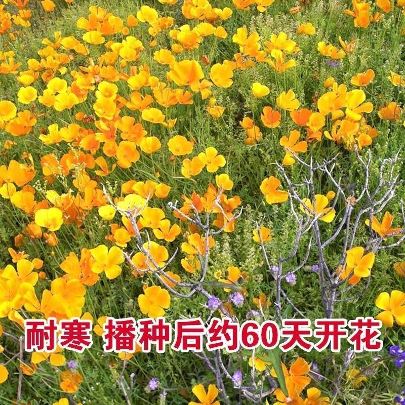 花菱草种子四季种易活花种子耐寒多年生宿根花籽庭院室外阳台