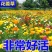 花菱草种子四季种易活花种子耐寒多年生宿根花籽庭院室外阳台