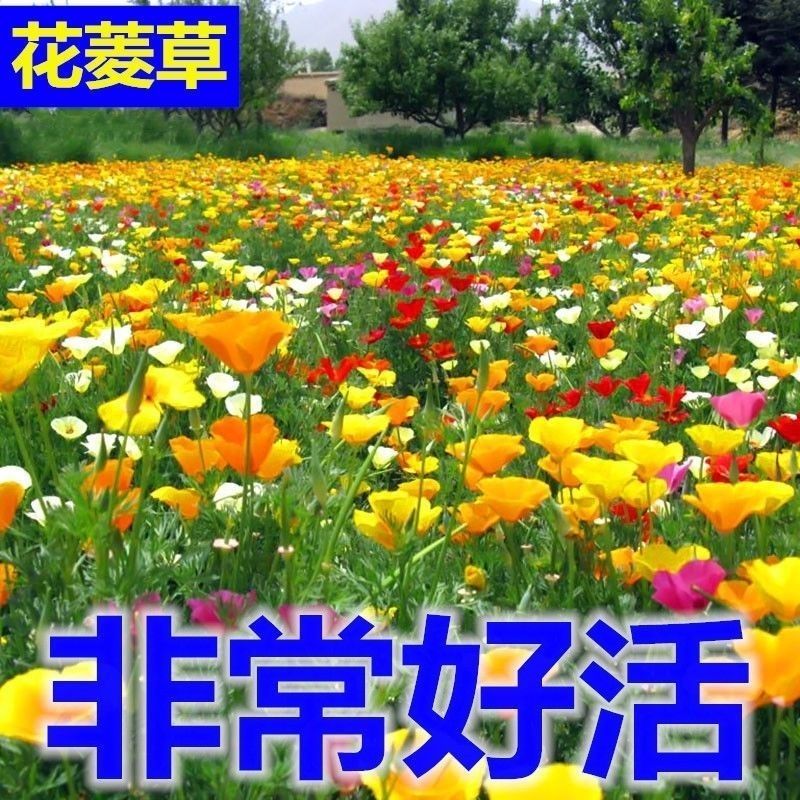 花菱草种子四季种易活花种子耐寒多年生宿根花籽庭院室外阳台