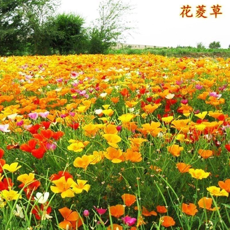 花菱草种子四季种易活花种子耐寒多年生宿根花籽庭院室外阳台