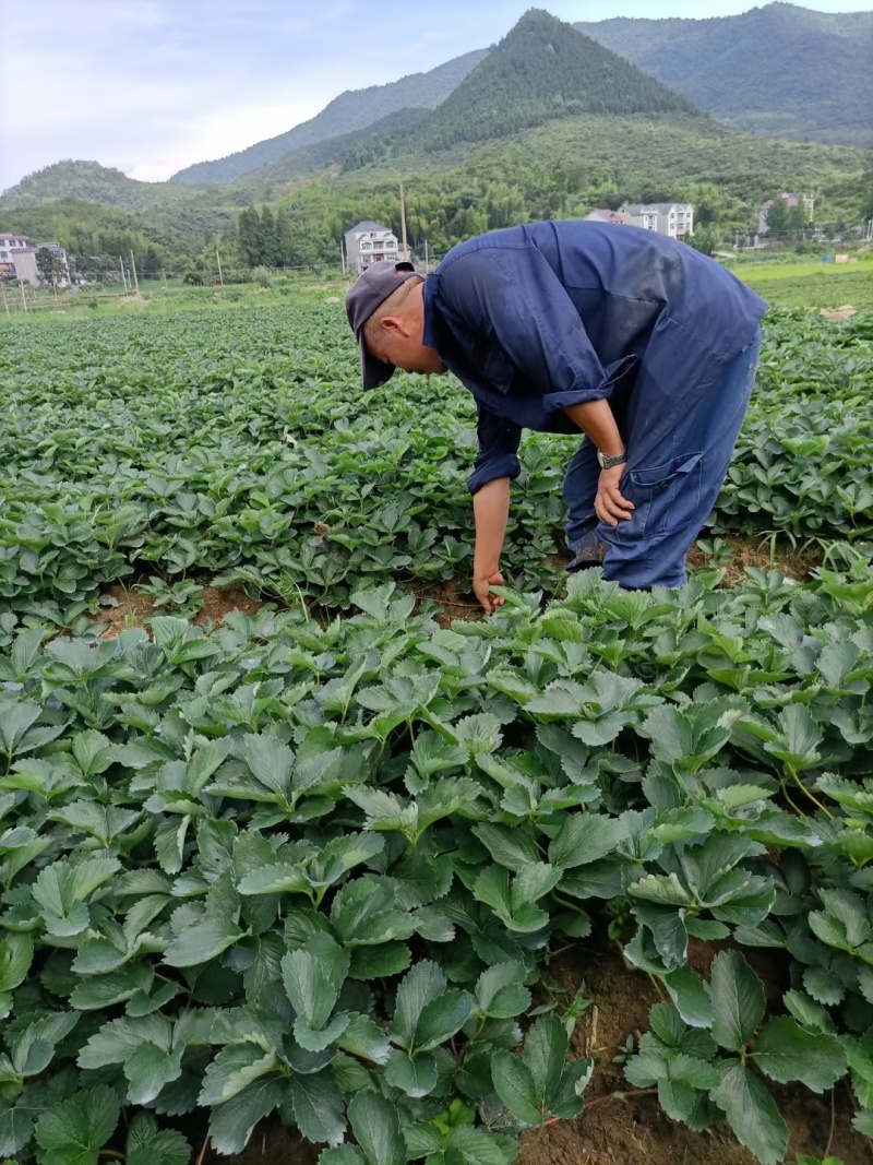 浙江精品红颜草莓苗基地直发品质保证量大从优