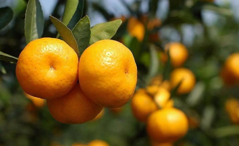 图片说明:市场上堆满新鲜采摘的四会沙糖桔,消费者正在挑选,呈现出节日的热闹氛围 四会沙糖桔在市场销售的场景