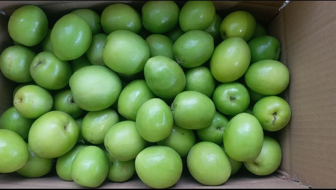 台湾蜜枣分拣包装车间