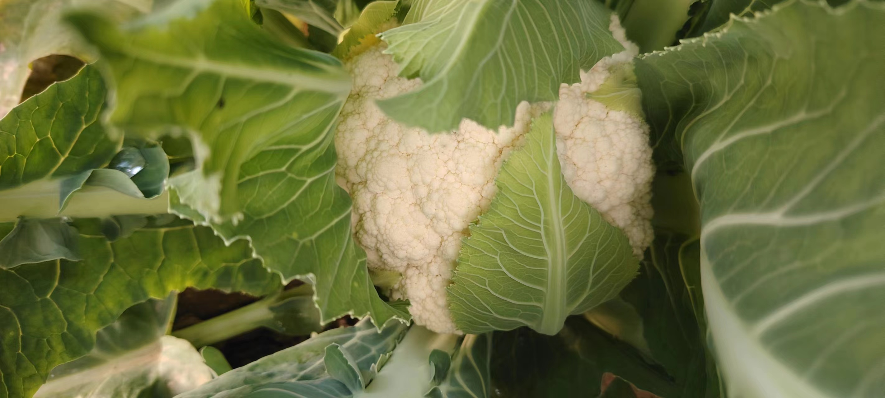 天芥菜花的近距离拍摄,展现其细腻的花蕊结构和淡雅的花色 天芥菜花特写图