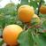 杏树苗高产金亚杏树苗技术指导南北方种植抗病易成活可签合同