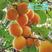 杏树苗高产金亚杏树苗技术指导南北方种植抗病易成活可签合同