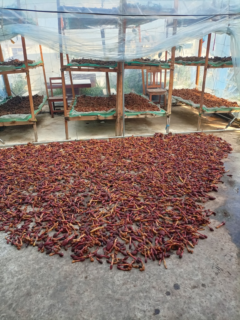 回春草，顶天柱山货量大从优