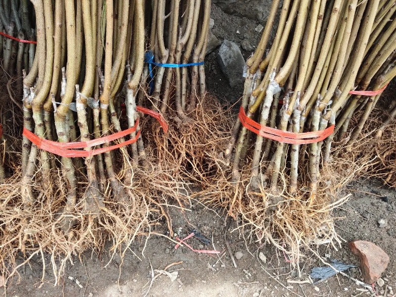 中蟠7号蟠桃种植基地