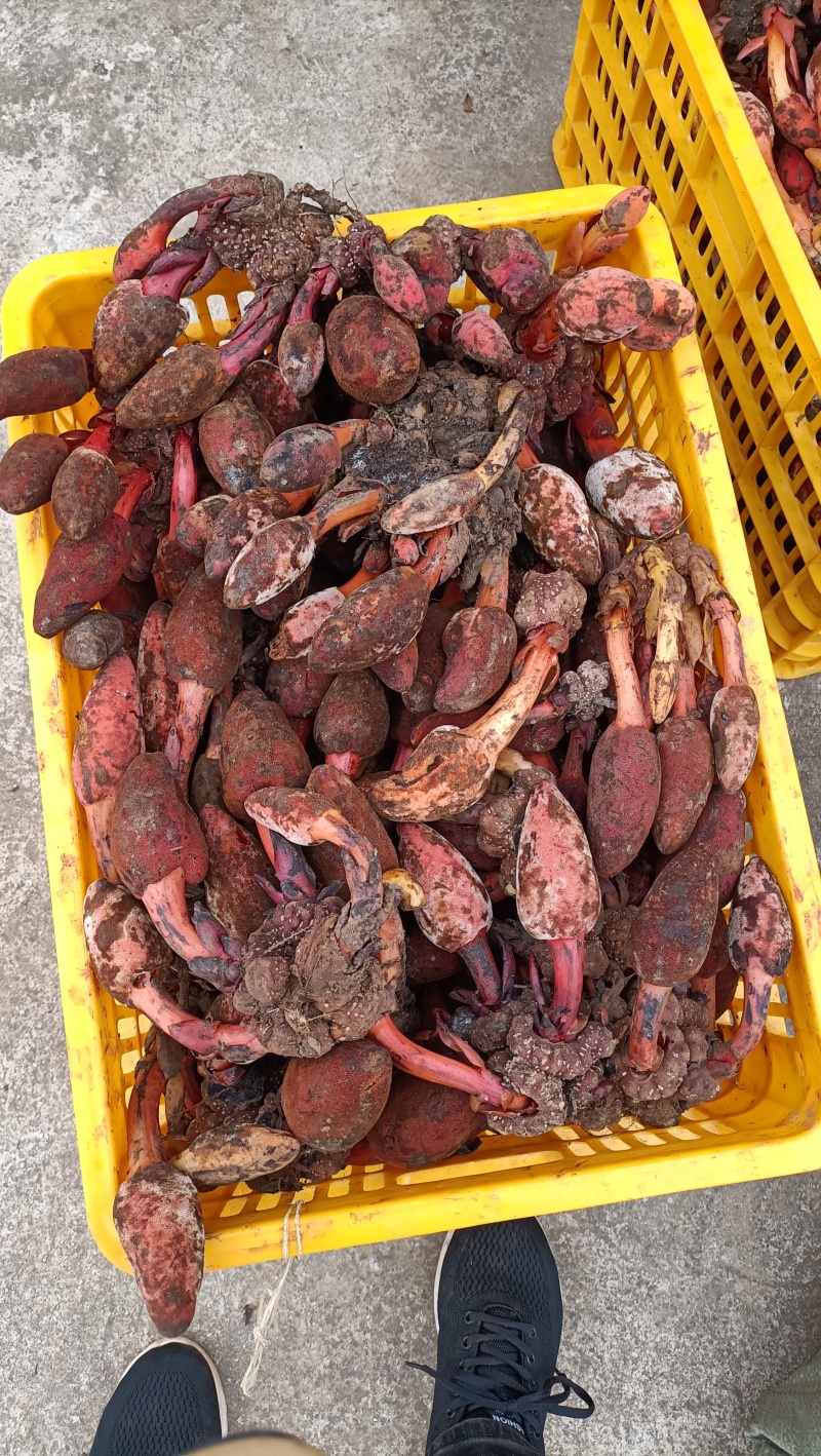 回春草，顶天柱山货量大从优