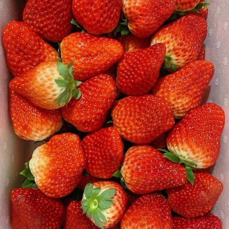 精品红颜奶油草莓基地种植户对接全国批发商欢迎莓老板洽谈