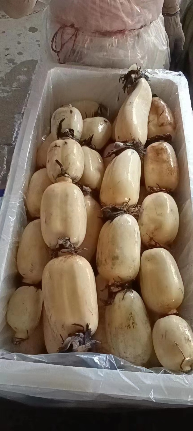 【热卖】优质供货电商，粉藕，湖北荆州，货源充足，价格优惠