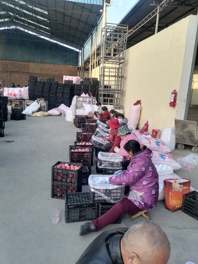 陕西冷存库红富士