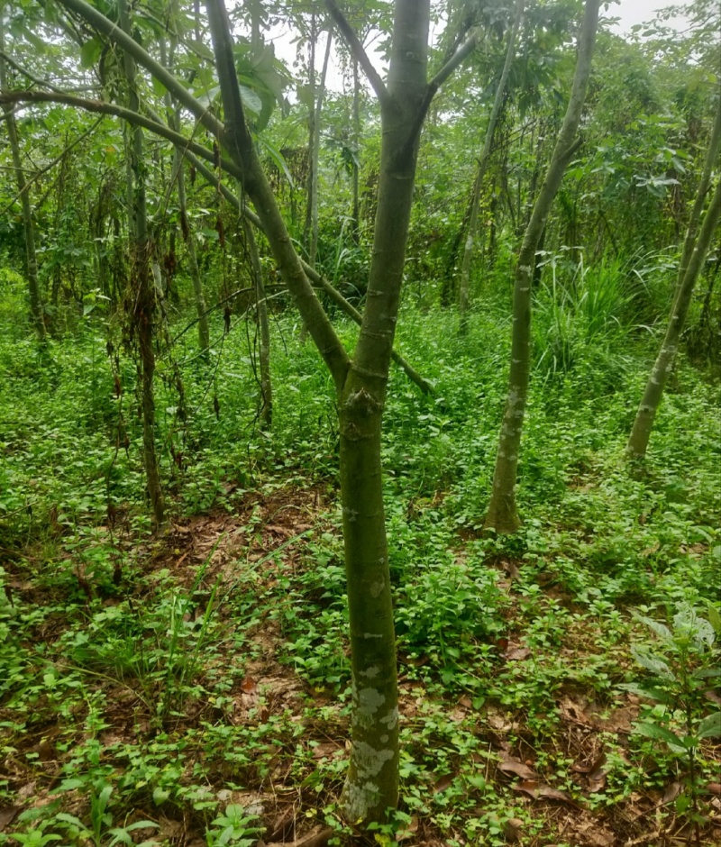 出售一批发财树