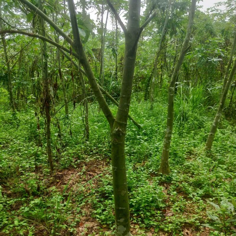 出售一批发财树