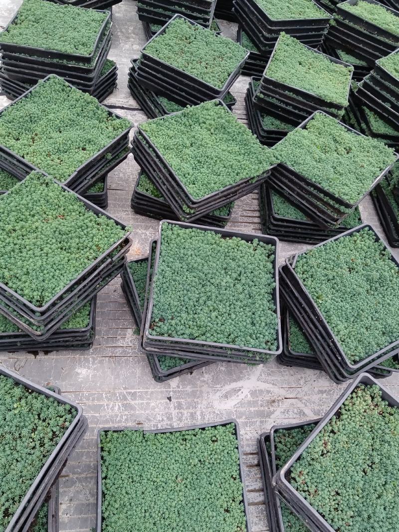 中华景天薄雪万年草