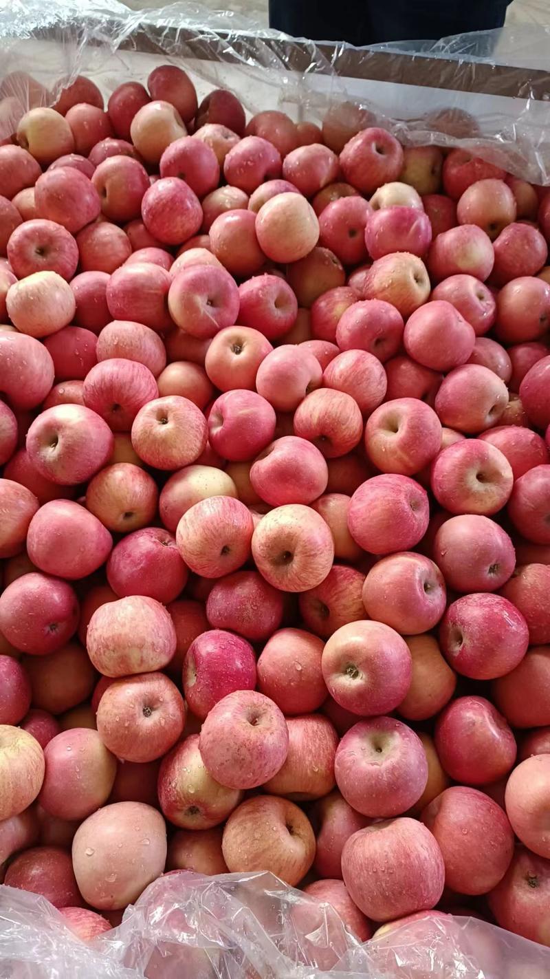 红富士苹果/山东苹果/冰糖心红富士苹果一手货源，大量批发