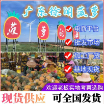 《推荐》徐闻菠萝现货供应常年有货电商批发加工货