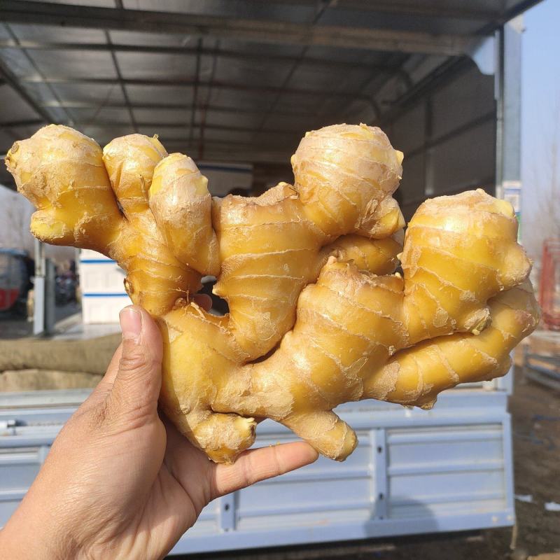 大黄姜/山东生姜/姜/视频看货，货源充足，随到随装，