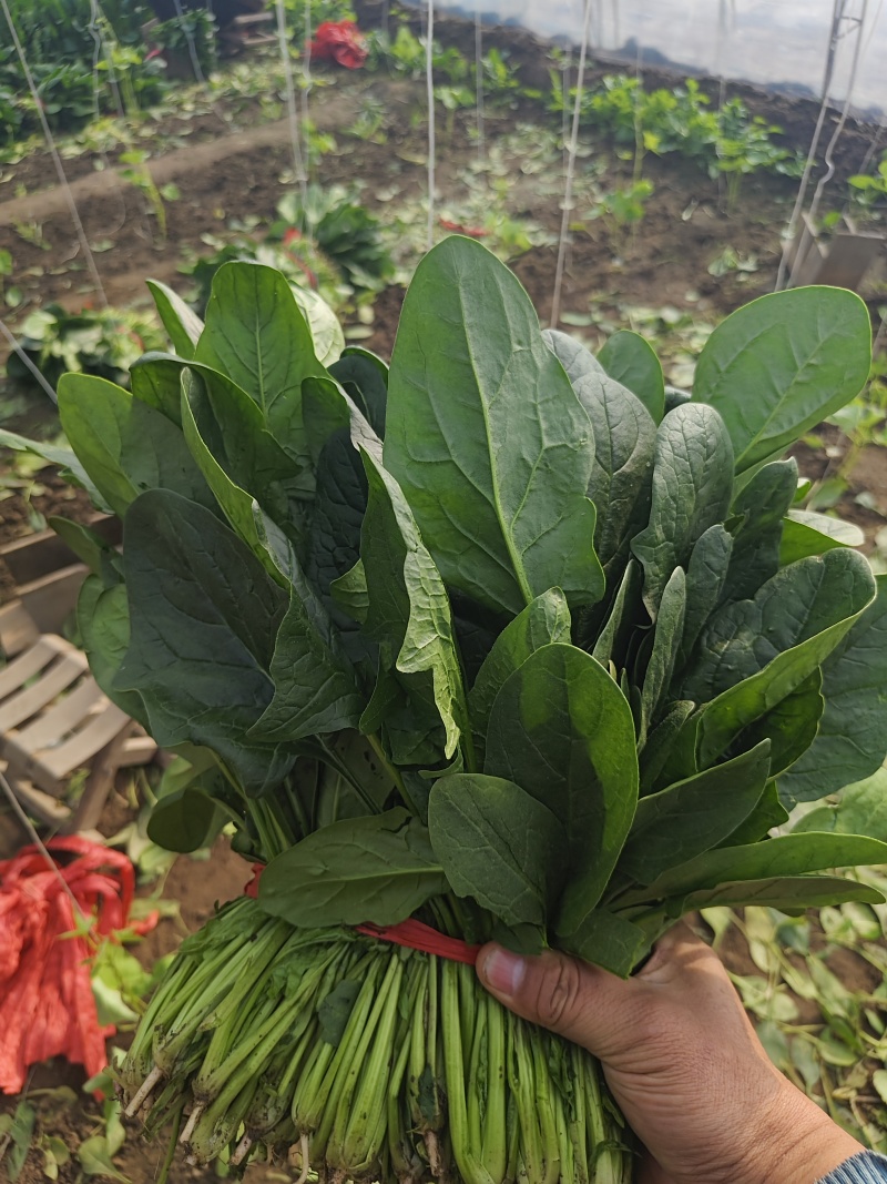 乐亭大叶菠菜