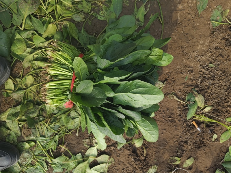 乐亭大叶菠菜