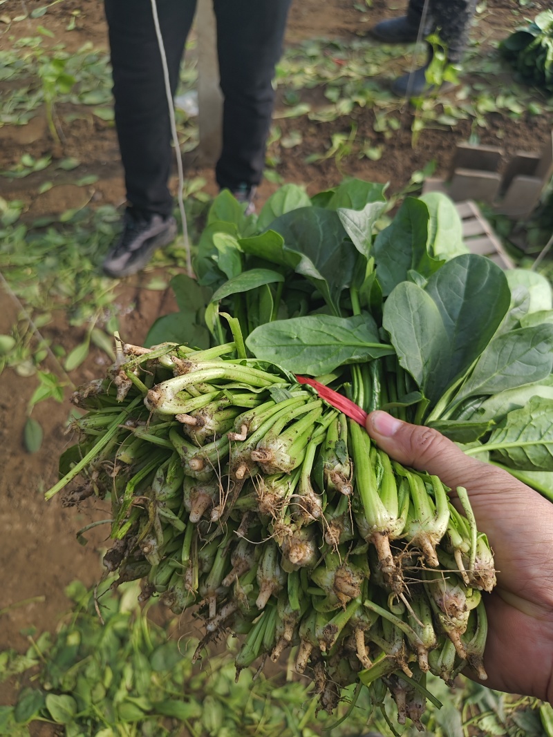 乐亭大叶菠菜