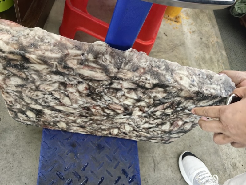 饲料鱿鱼。食用鱿鱼