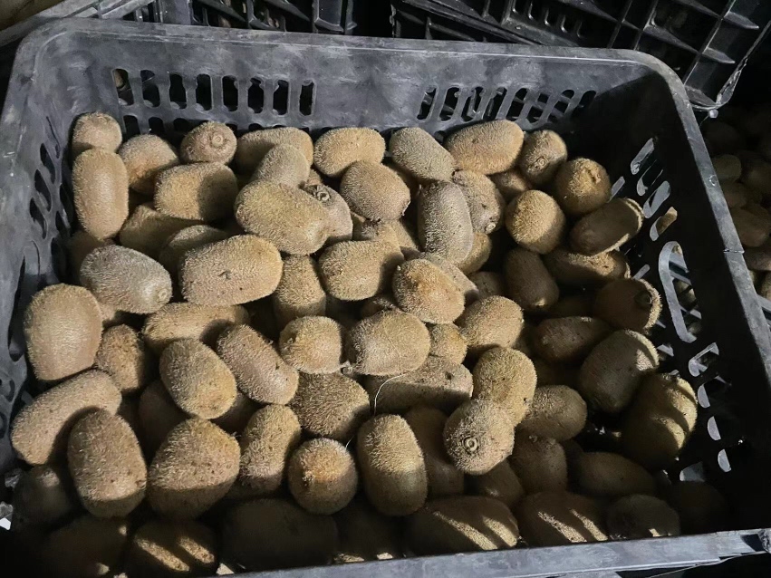 绿心猕猴桃与猕猴桃干对比图