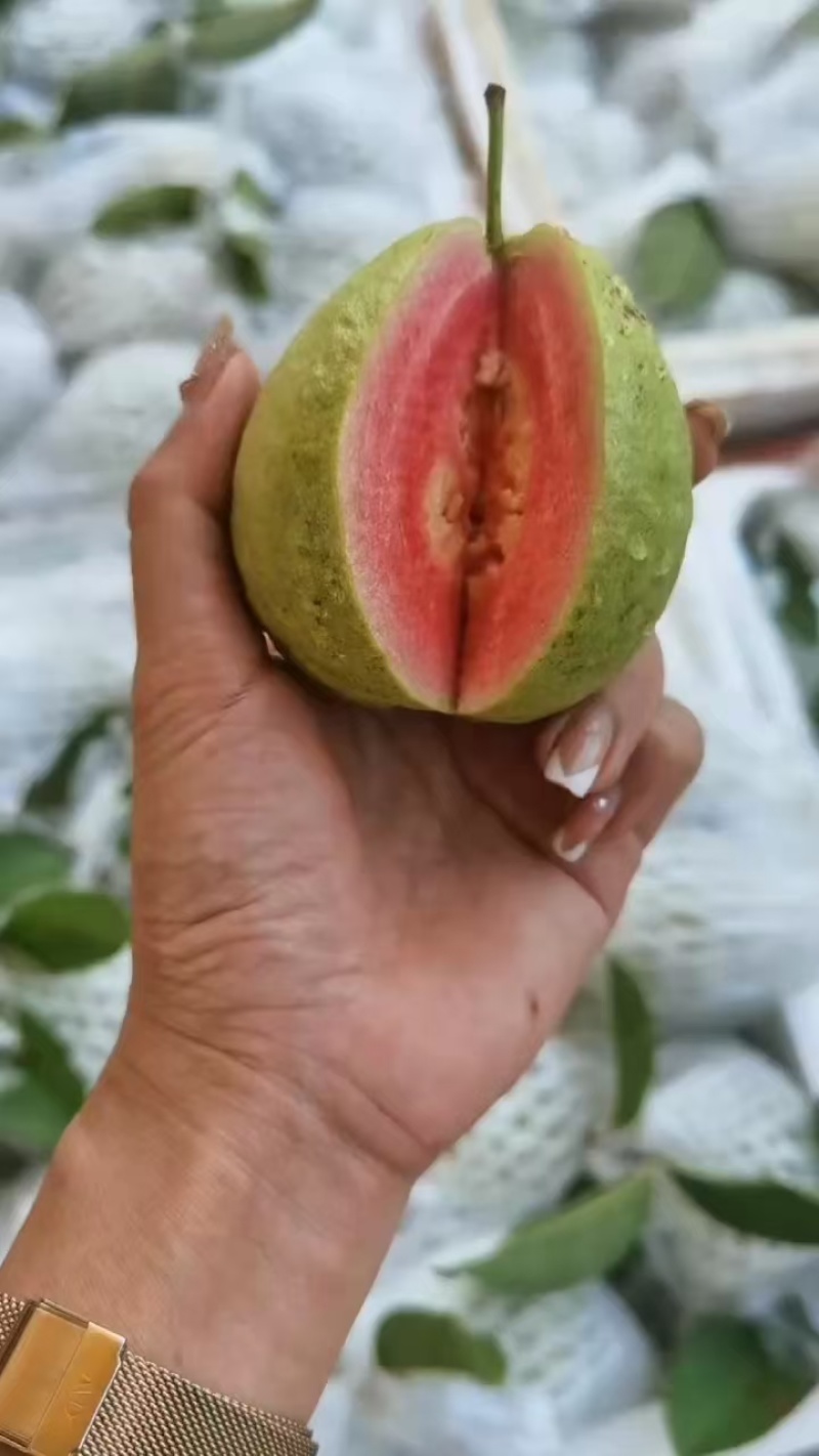 精品西瓜红心芭乐
