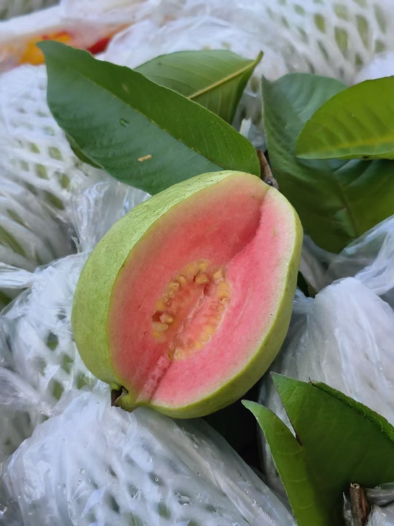 精品西瓜红心芭乐