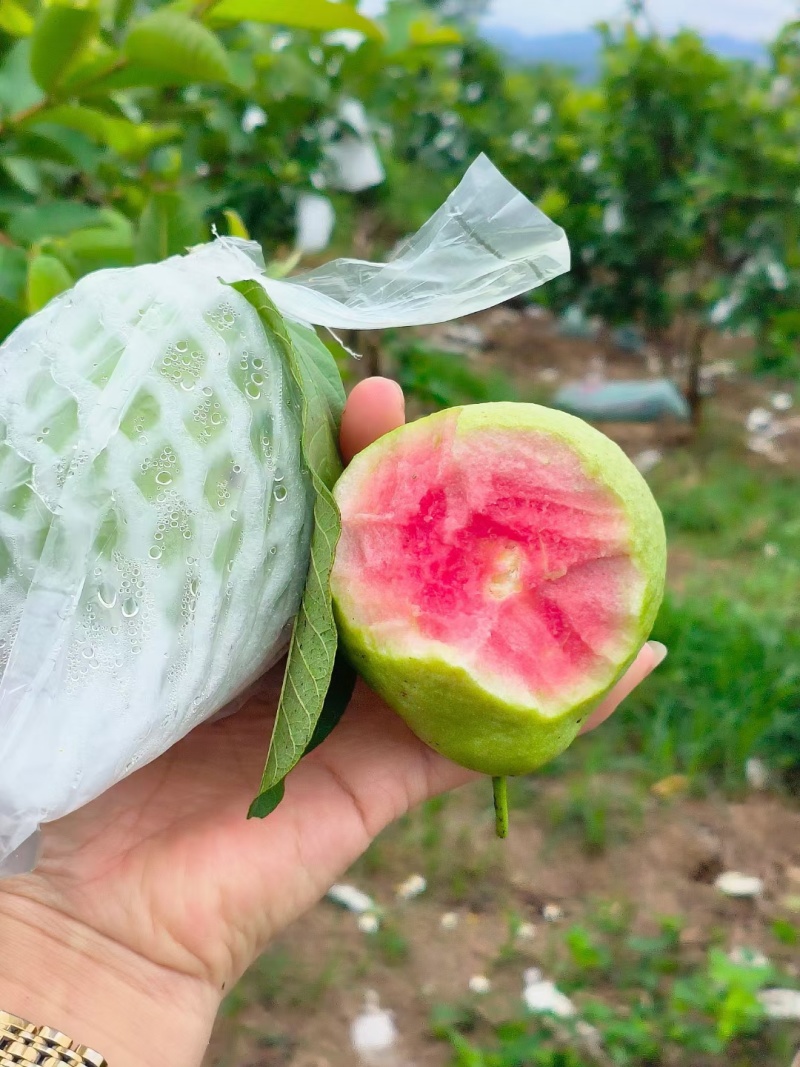 精品西瓜红心芭乐