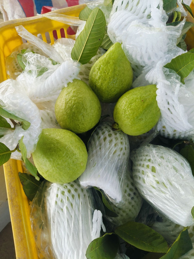 精品西瓜红心芭乐