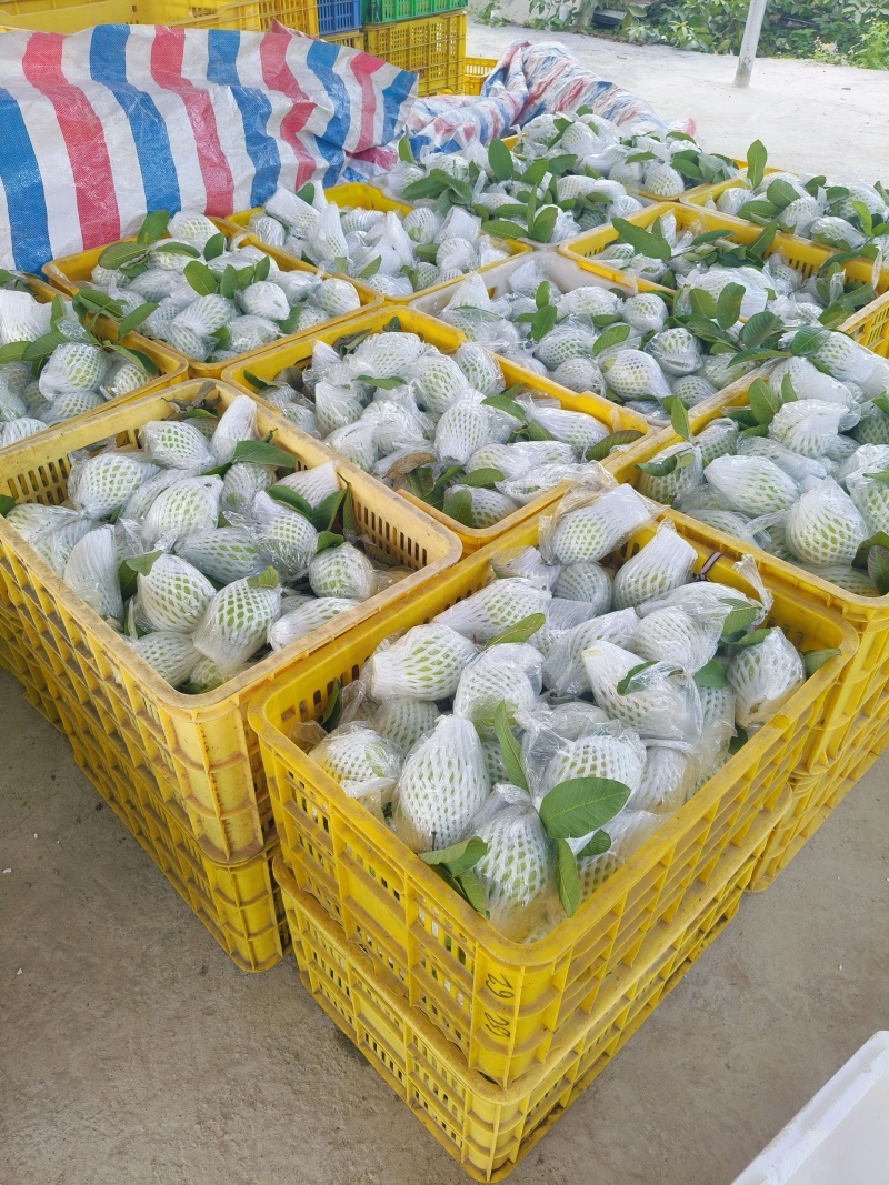 精品西瓜红心芭乐