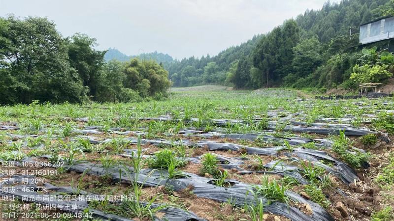 牧草,热研四号一手货源牛羊饲料青储草料常年供应欢迎联系