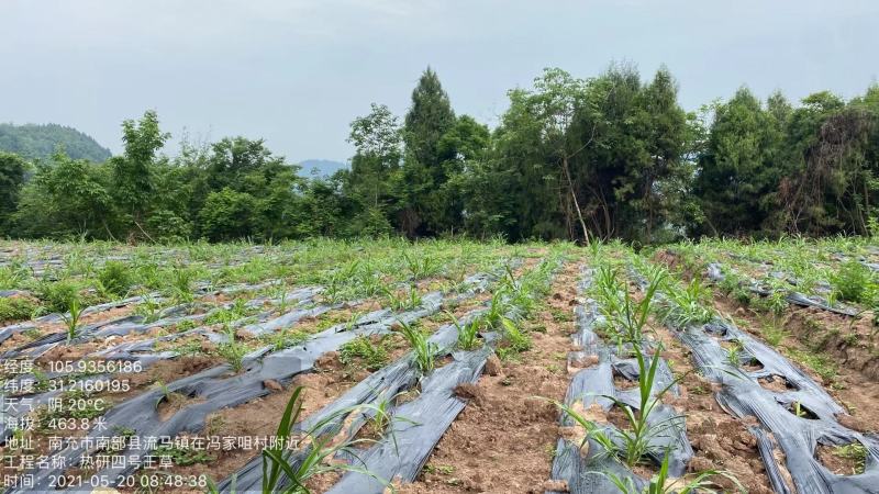 牧草,热研四号一手货源牛羊饲料青储草料常年供应欢迎联系