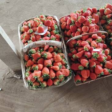 优质香野，甜宝草莓，甜度好，硬度好，光泽鲜亮，欢迎客临。