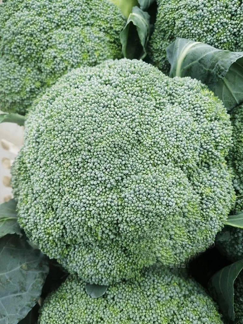 绿宝石西兰花西南花西蓝花西兰苔看货论价支持发货