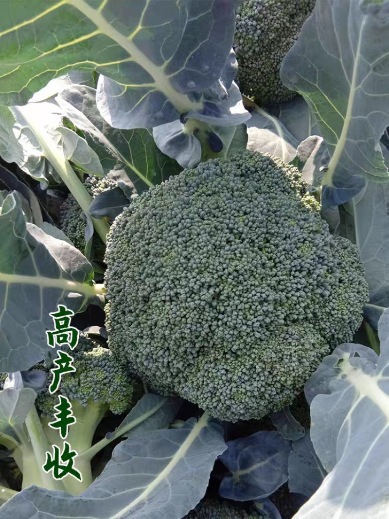 绿宝石西兰花西南花西蓝花西兰苔看货论价支持发货