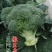 绿宝石西兰花西南花西蓝花西兰苔看货论价支持发货
