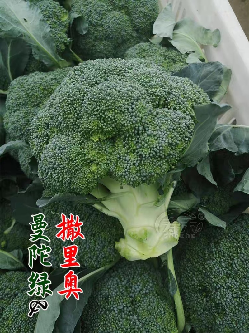 绿宝石西兰花西南花西蓝花西兰苔看货论价支持发货