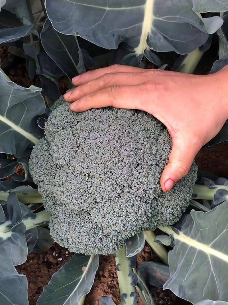 绿宝石西兰花西南花西蓝花西兰苔看货论价支持发货